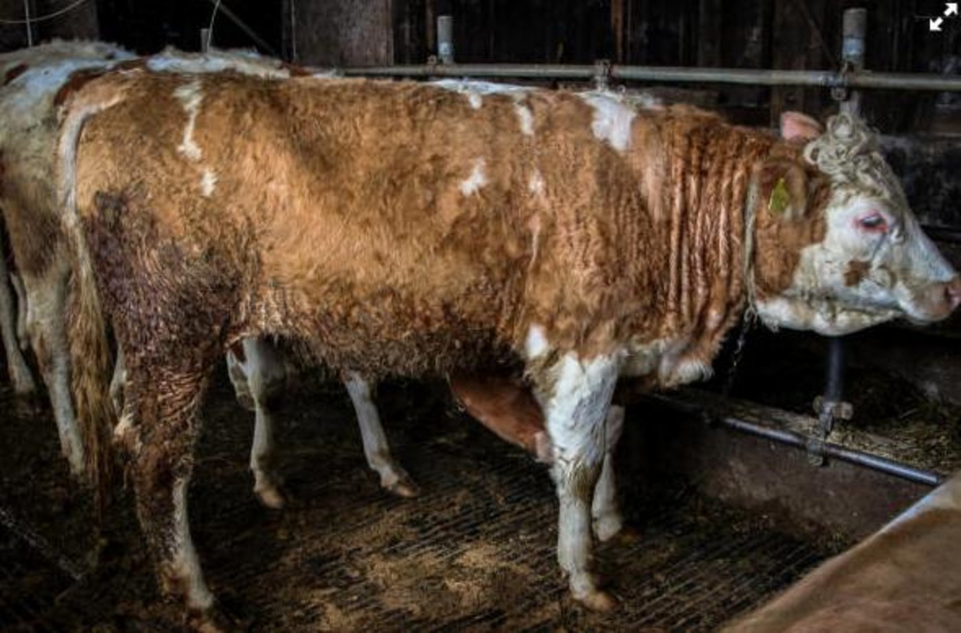 Dieses und weitere Bilder aus einem Bauernhof in Gurwolf FR wurden der Tierrechtsorganisation «Tier im Fokus» zugespielt. (Bild Screenshot 20min.ch)