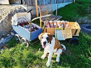 Ein grosser Kerli: Regula Löffels Hund Knutt ist knapp einjährig, hat aber schon eine stattliche Postur. Wägeli ziehen darf Knutt aber noch nicht. Löffel will damit warten, bis ihr Hund ausgewachsen ist. (Bild Regula Löffel)