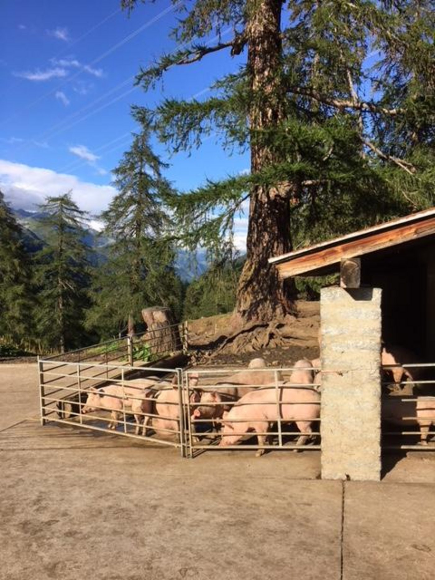 Ihre Schweine bereiten ihrem Mann und ihr viel Freude.
