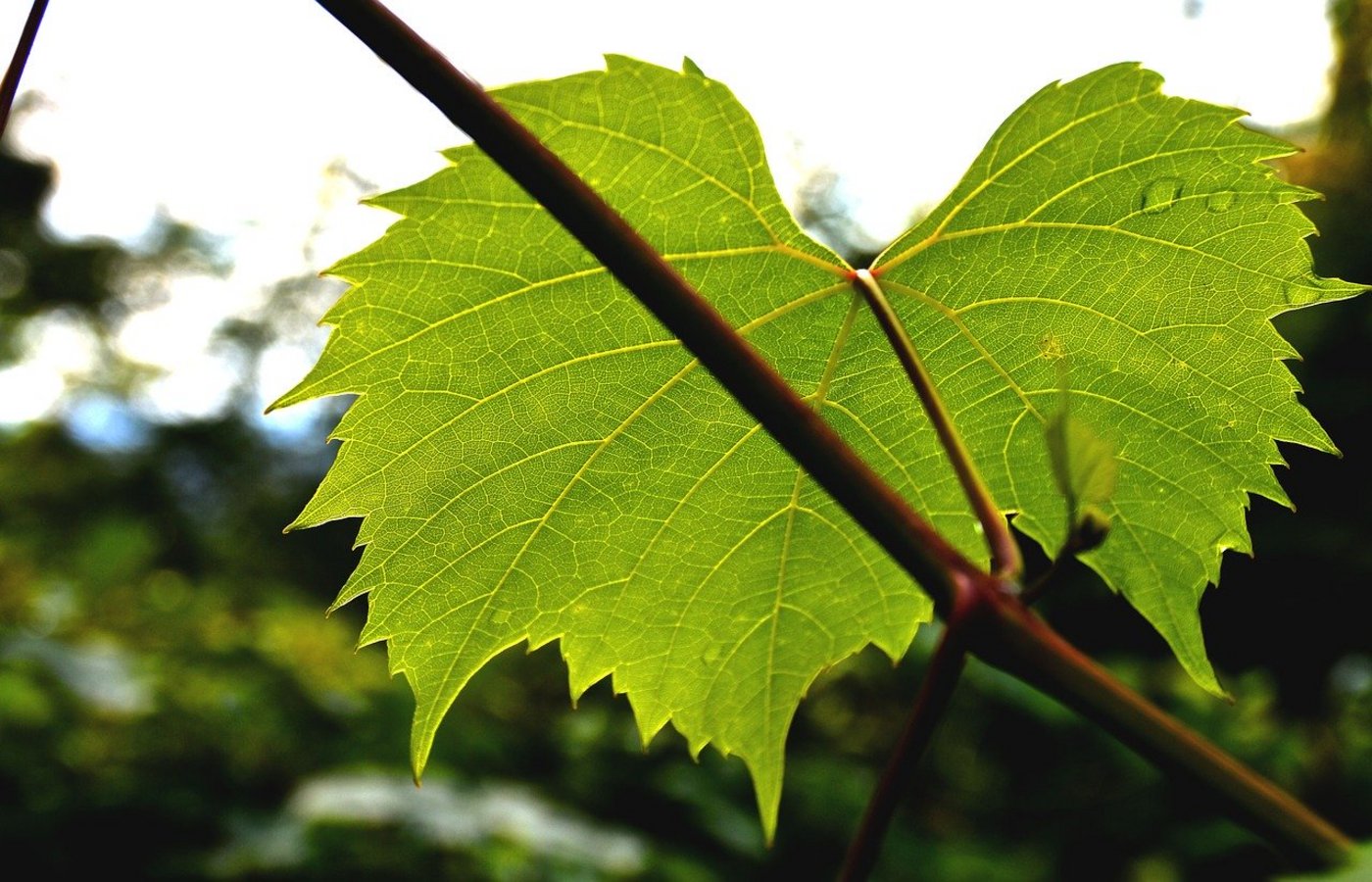 Die Reben nehmen Schaden, wenn man ihnen die Blätter wegnimmt. Ob das den Dieben bewusst war, ist unklar. (Bild Pixabay)