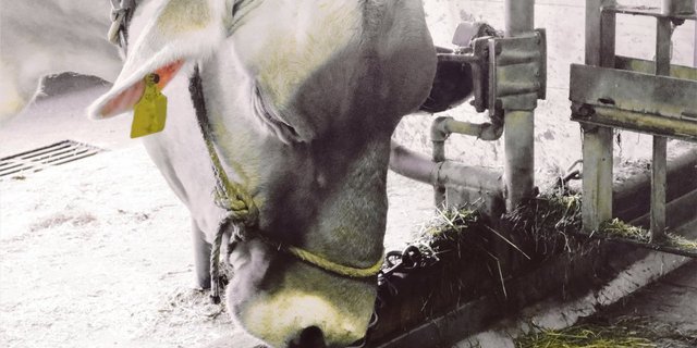 Die Kuh trägt einen satt anliegenden Halfter und zeigt Unwohlsein, indem sie die Nasenspitze gegen die Kette drückt. Anbindung verlängern und Halfter weg! (Bild cm)