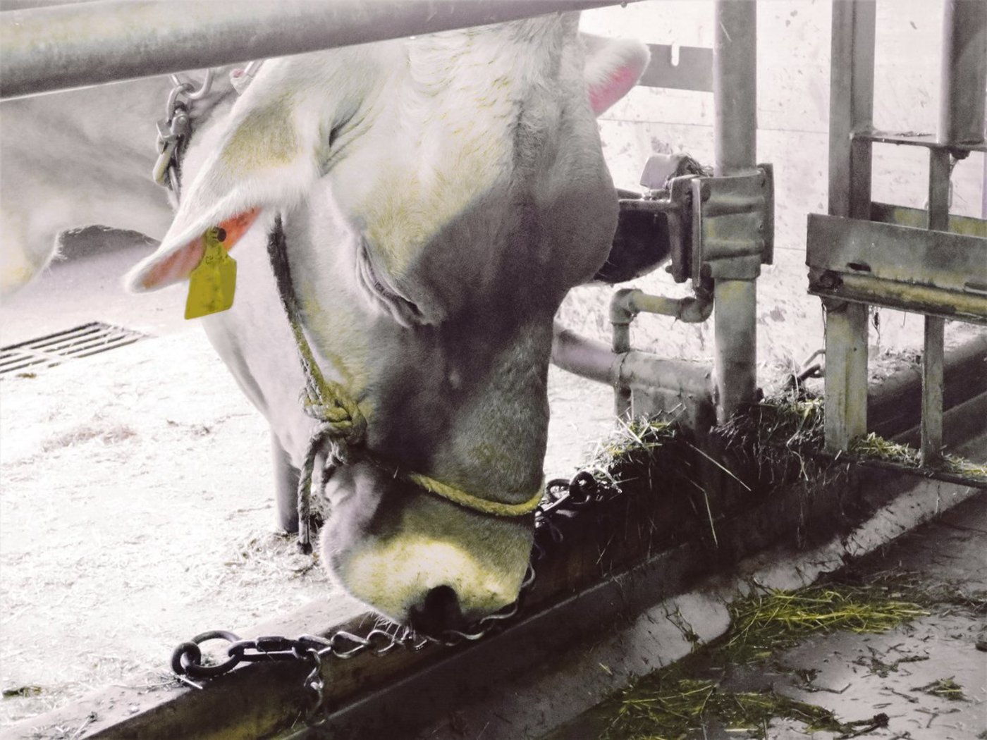 Die Kuh trägt einen satt anliegenden Halfter und zeigt Unwohlsein, indem sie die Nasenspitze gegen die Kette drückt. Anbindung verlängern und Halfter weg! (Bild cm)