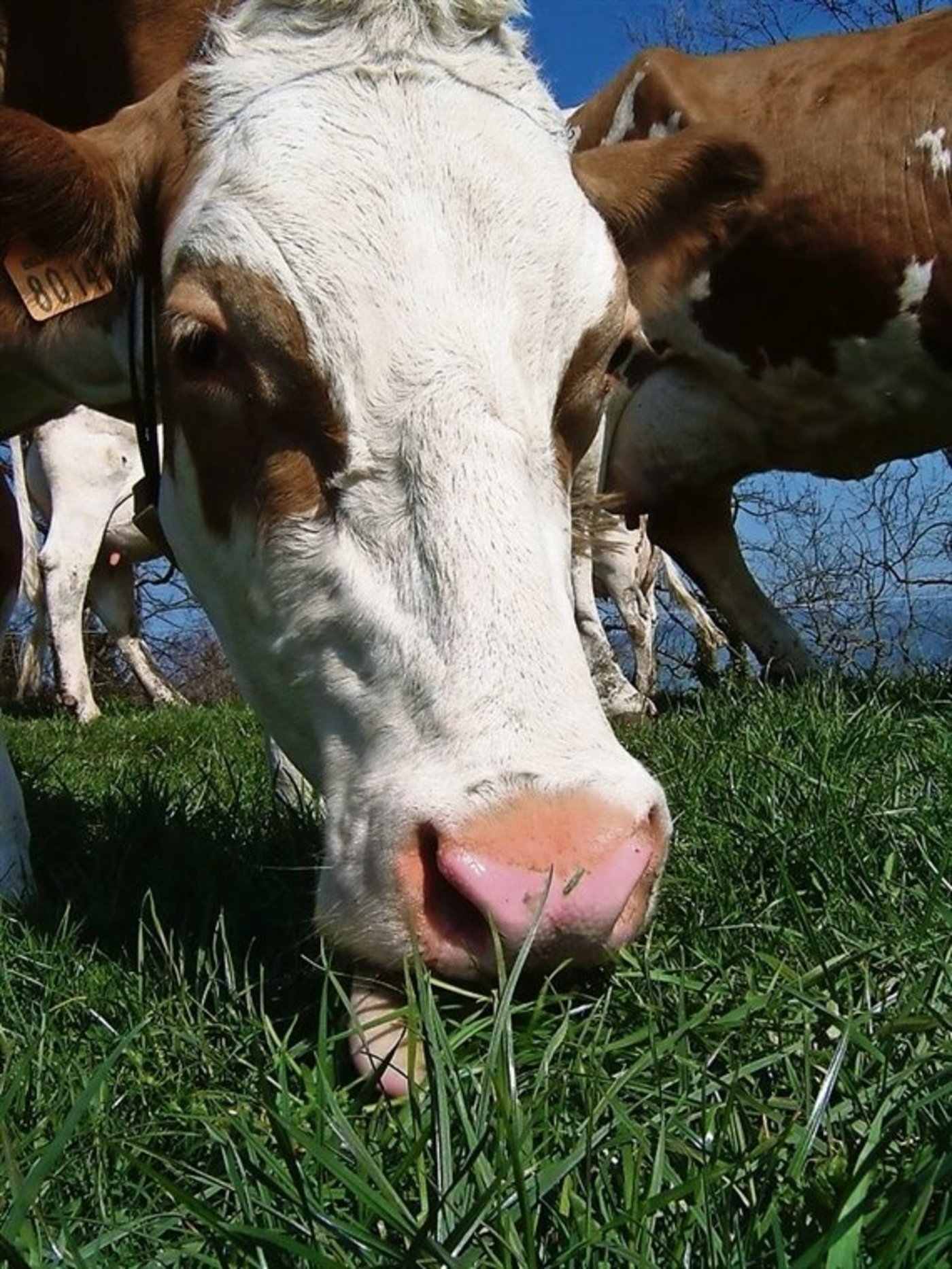 IP-Suisse-Landwirte können ihre GMF-Bilanz neu webbasiert berechnen. (Bild BauZ)