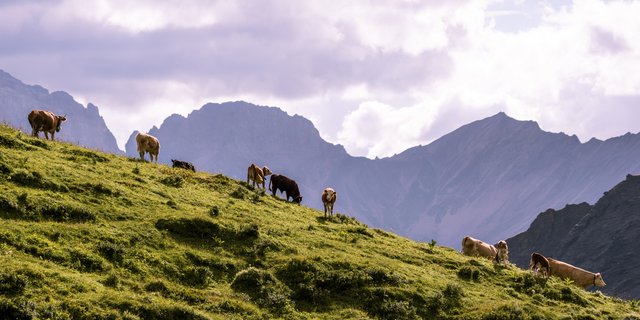 Die Daten der Identitas AG stehen ab sofort auch auf opendata.swiss zur Verfügung. (Bild  Identitas AG)