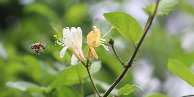 Arten sind in ein grosses Netzwerk gegenseitiger Abhängigkeiten eingebunden. (Bild Pixabay)