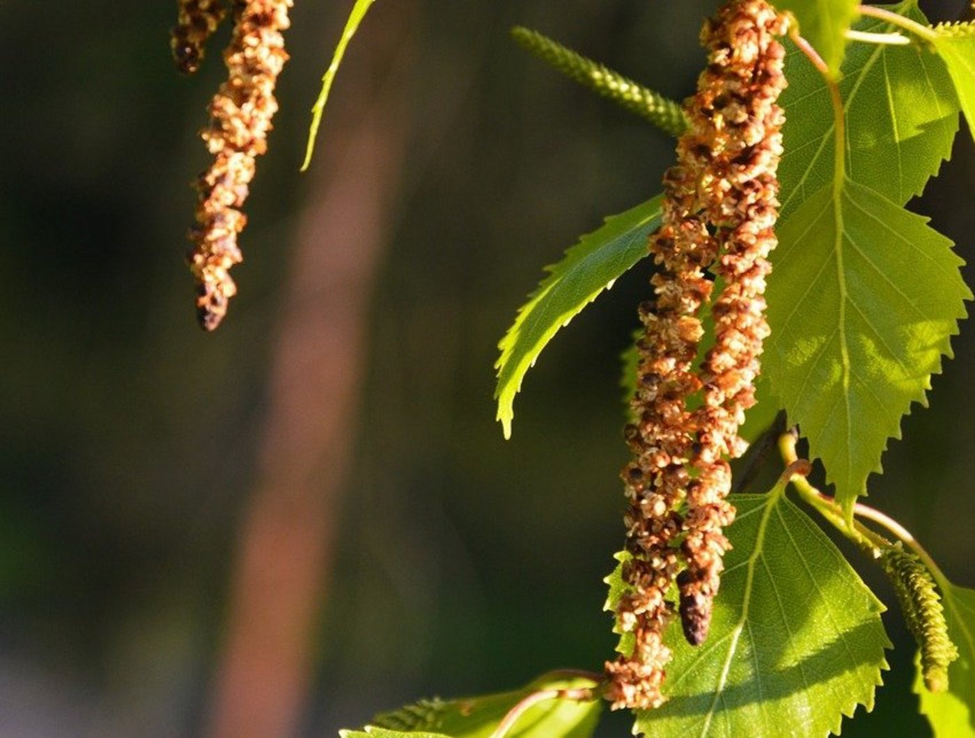 Momentan blühen die Birken. Auf ihre Pollen sind viele Leute allergisch.(Bild Jana V. M. auf Pixabay)