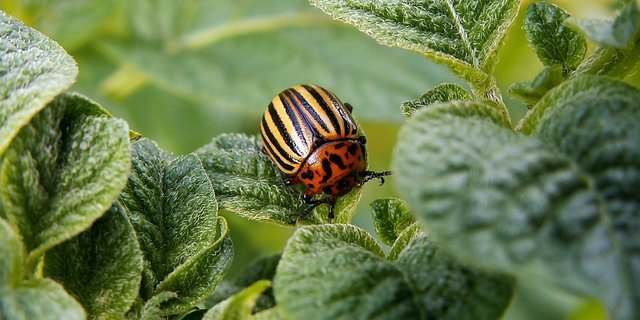 An Kartoffelkulturen kann der Ende des 19. Jahrhunderts aus Nordamerika importierte Kartoffelkäfer grossen Schaden anrichten. (Bild Pixabay)