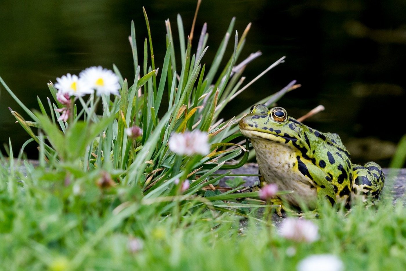 Die Natur soll nicht nur in der Landwirtschaft, sondern auch z. B. im Siedlungsraum gestärkt werden. Das sieht der Bundesrat in seinem indirekten Gegenvorschlag zur Biodiversitäts-Initiative vor. (Bild RoDobby / Pixabay)