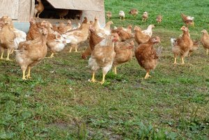 Die Produktion von Bio-Geflügel bringt mehr Aufwand, mehr Tierwohl und höhere Preise – wer entlang der Wertschöfpungskette wieviel davon bekommt, ist geheim. (Bild jsc)