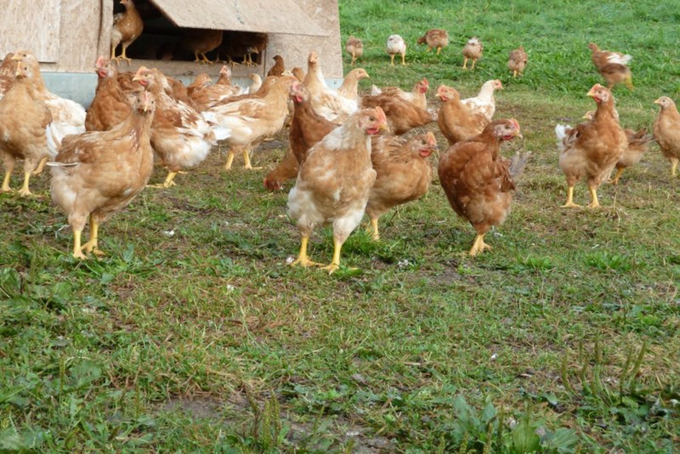 Die Produktion von Bio-Geflügel bringt mehr Aufwand, mehr Tierwohl und höhere Preise – wer entlang der Wertschöfpungskette wieviel davon bekommt, ist geheim. (Bild jsc)