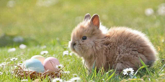 Die Eierproduzenten profitieren von den späten Ostern dieses Jahr. So können sie die produzierten Eier alle absetzen. (Bild pixabay)