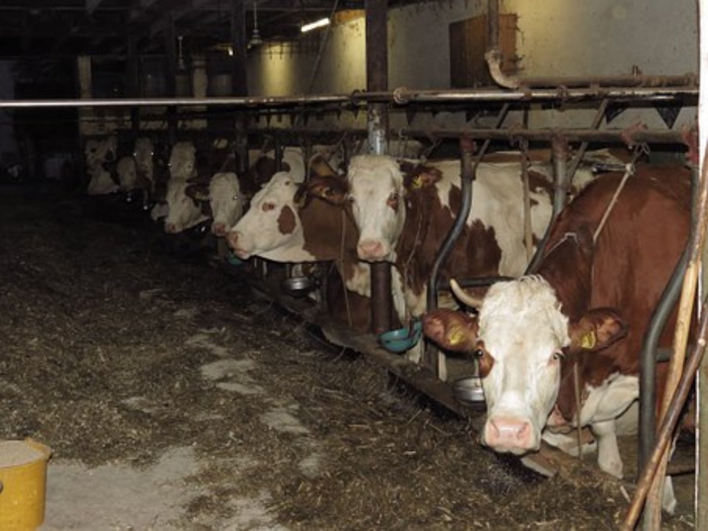Auf dem Hof des Ehepaares wurden unter anderem hinkende Kühe gefunden. (Symbolbild Pixabay)