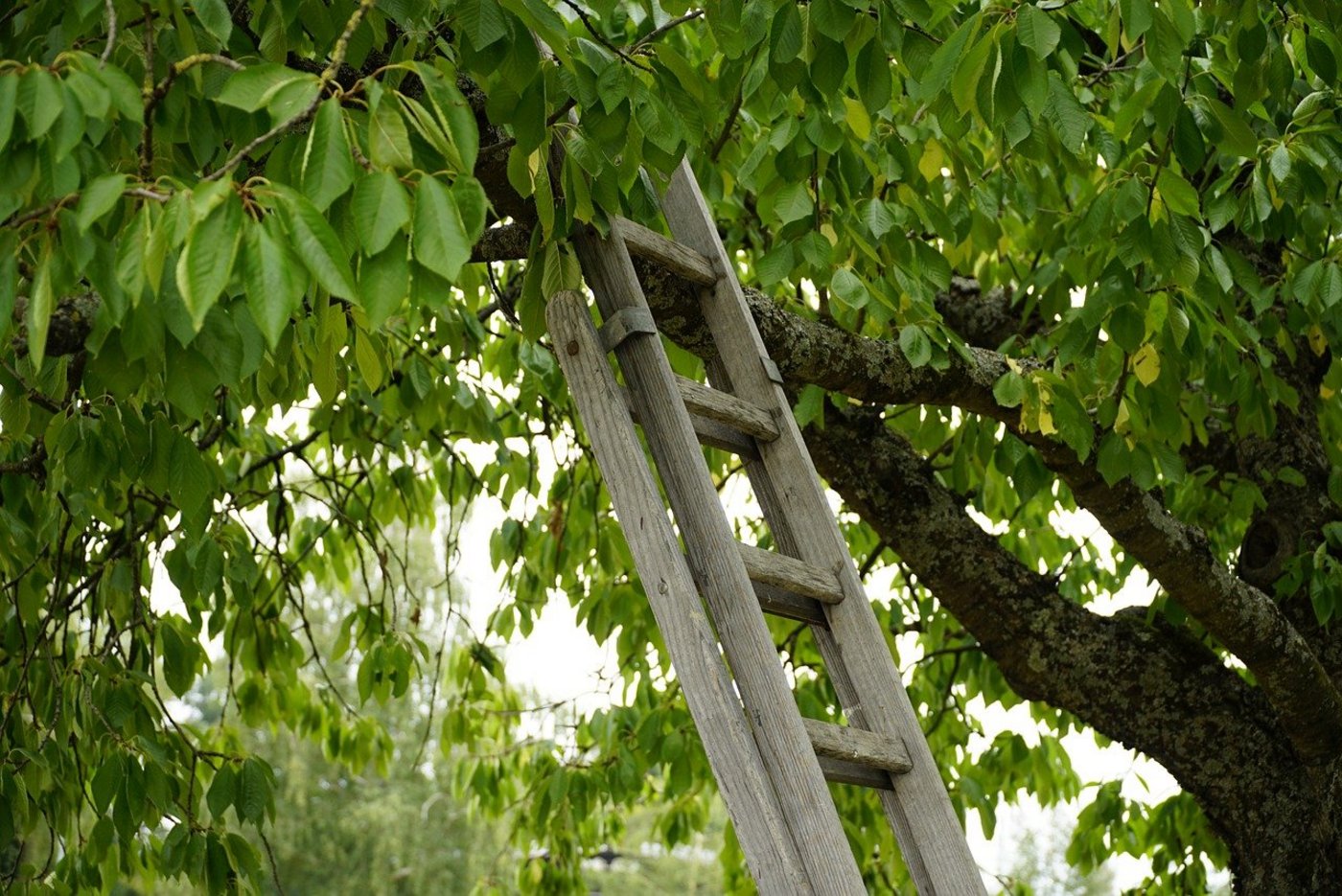 Im Tessin kam ein Bauer beim Sturz von einer Leiter ums Leben. (Bild pixabay)
