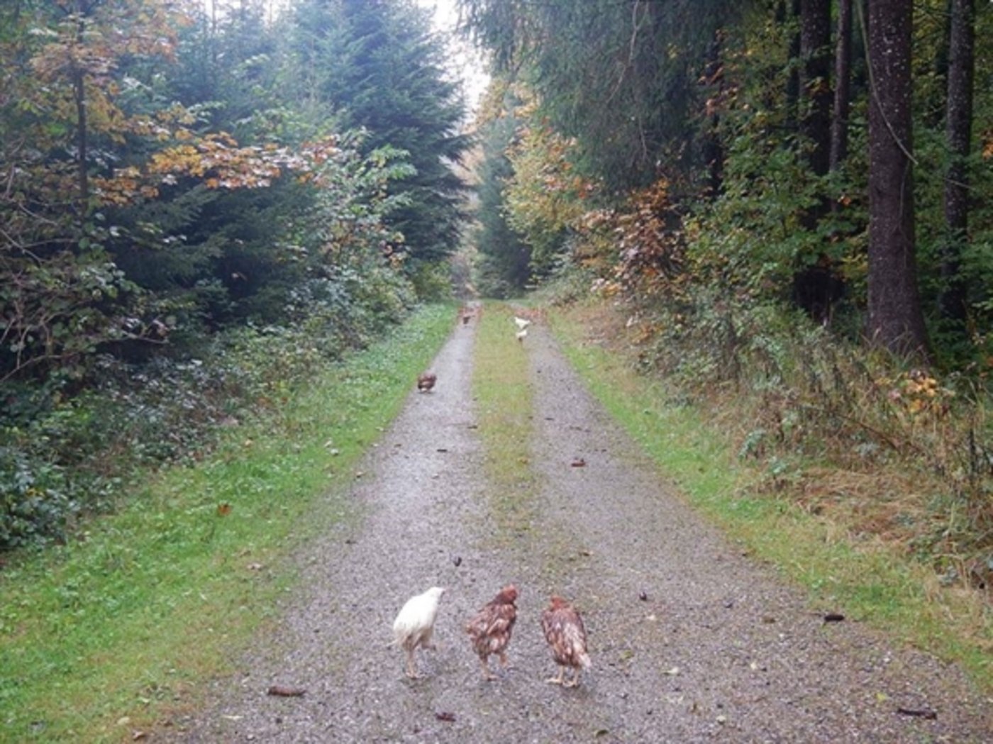 Auch in Oberhofen TG wurden im Oktober 2016 Hühner im Wald ausgesetzt (hier ein Bild dieses Falls). (Bild Kapo TG)