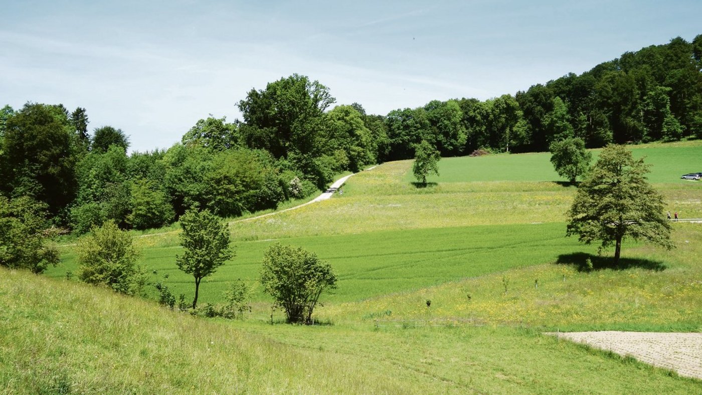 Auch das Nebeneinander verschiedener Lebensraumtypen, wie extensive Wiesen, Weiden und Gehölze, ist wichtig für eine hohe Arteinvielfalt im Kulturland.(Bild nt)
