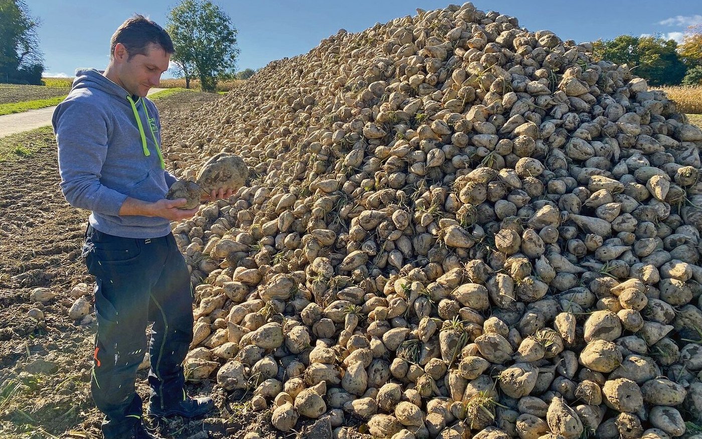 Urs Zimmermann wurde vom Unwetter überrascht. Statt der 80 bis 90 t hat der Rübenbauer nur 30 t Zuckerrüben auf einem der Felder ernten können. «Die Miete ist dreimal kleiner als es normal der Fall ist», bedauert er. Für ihn aber kein Grund aufzugeben. 