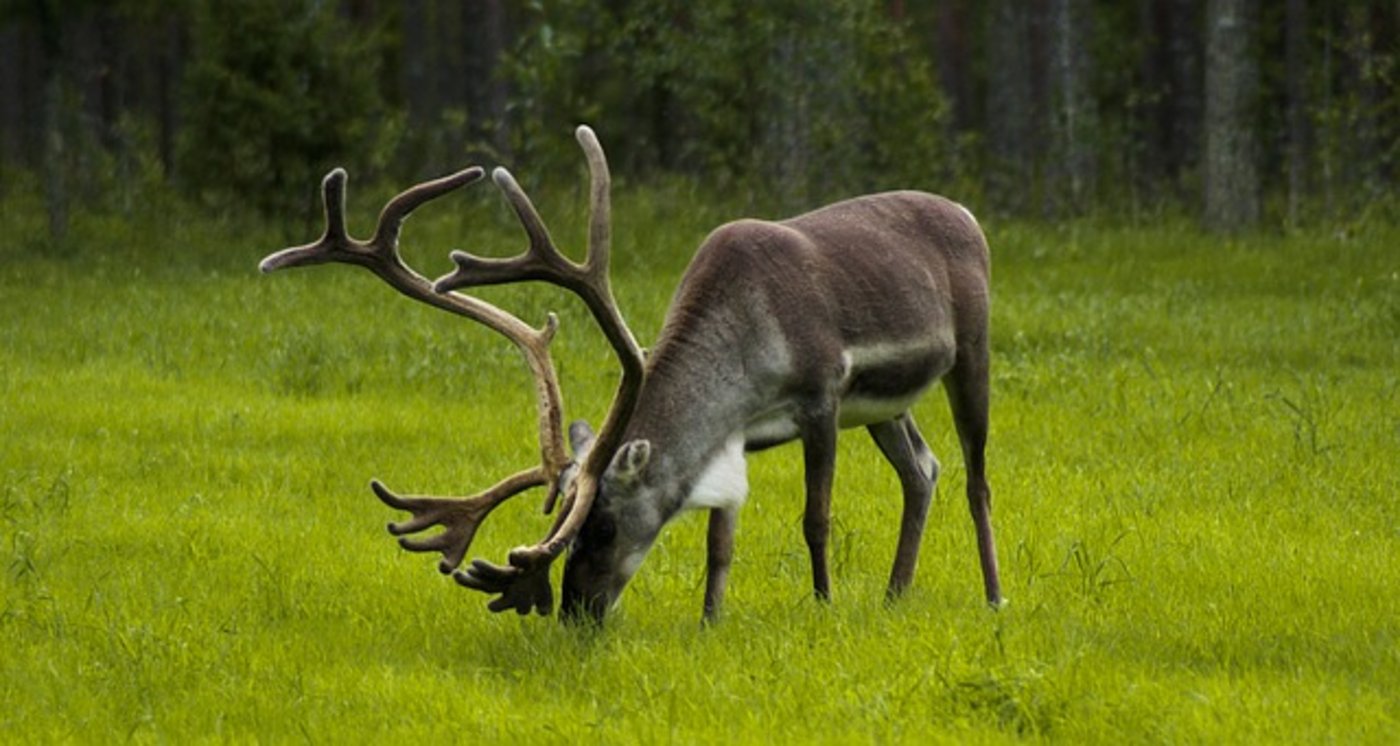 (Symbolbild pixabay)