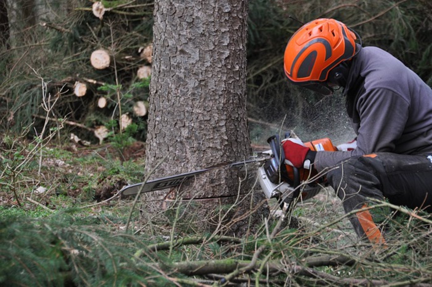 Der junge Mann wurde beim Arbeiten von einem Baum getroffen. (Symbolbild Pixabay)