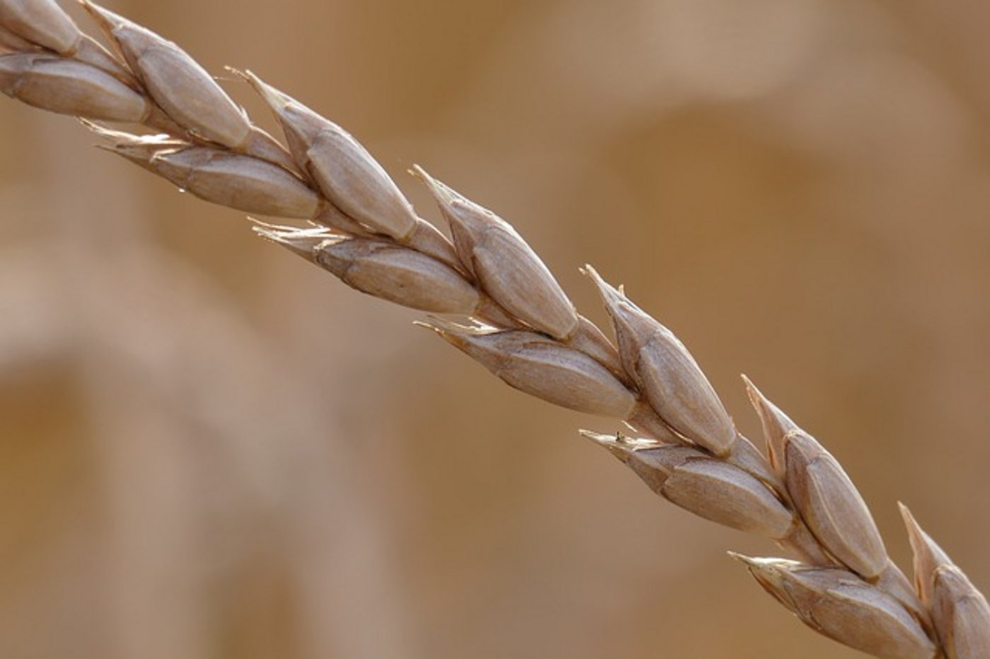 Beat Schürch produziert unter anderem Dinkel-Saatgut. (Bild Pixabay)
