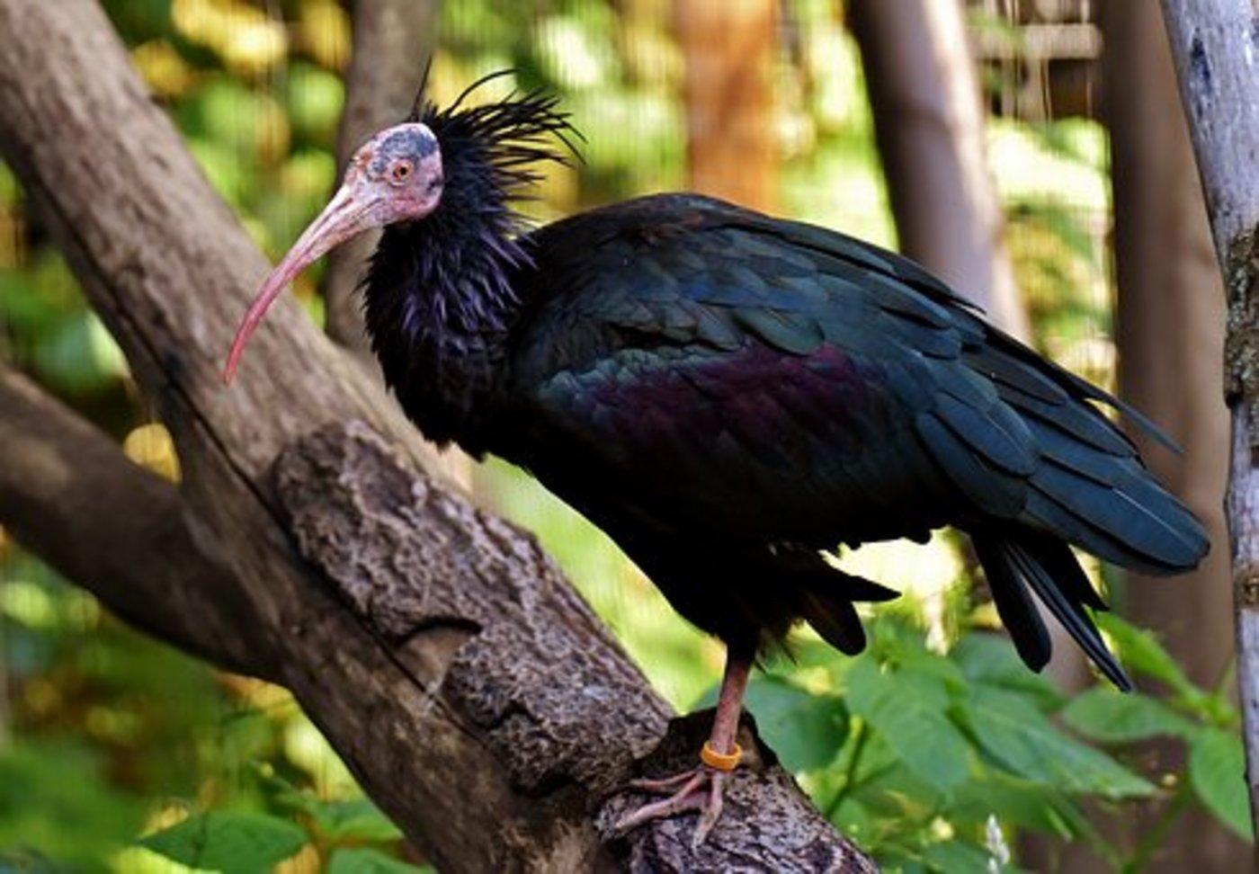 Waldrappe sind etwa so gross wie Gänse. (Bild Pixabay)