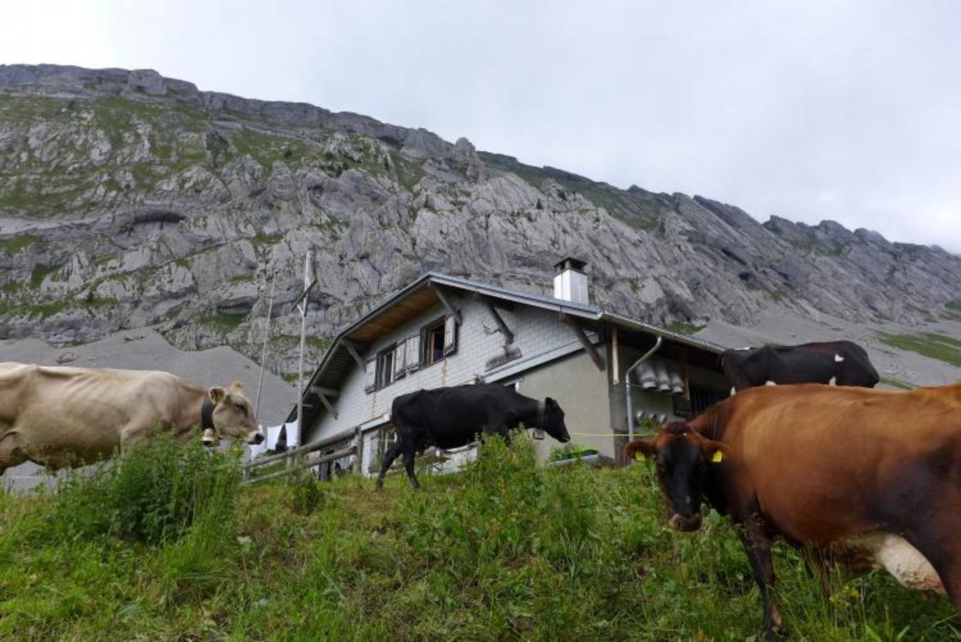 Eindrücke von der Alp Laub. (Bilder zVg)