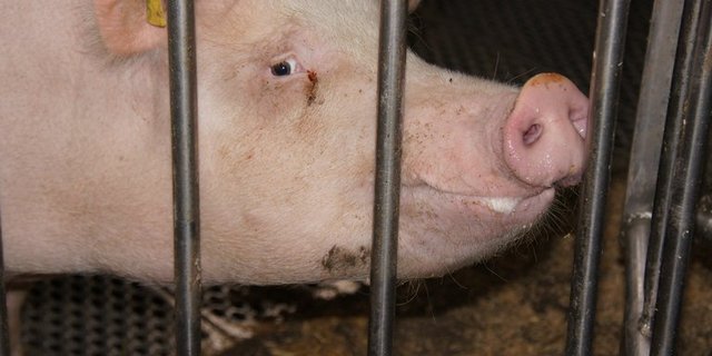 Keine gute Zeiten für die Schweinepreise. (Bild zVg)