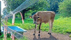 In St. Gallen habe s In St. Gallen habe sich das Tränkewasser in vielen Betrieben als relevanter Aspekt für die PFAS-Belastung herausgestellt. Ein Anschluss an die öffentliche Wasserversorgung kann helfen.