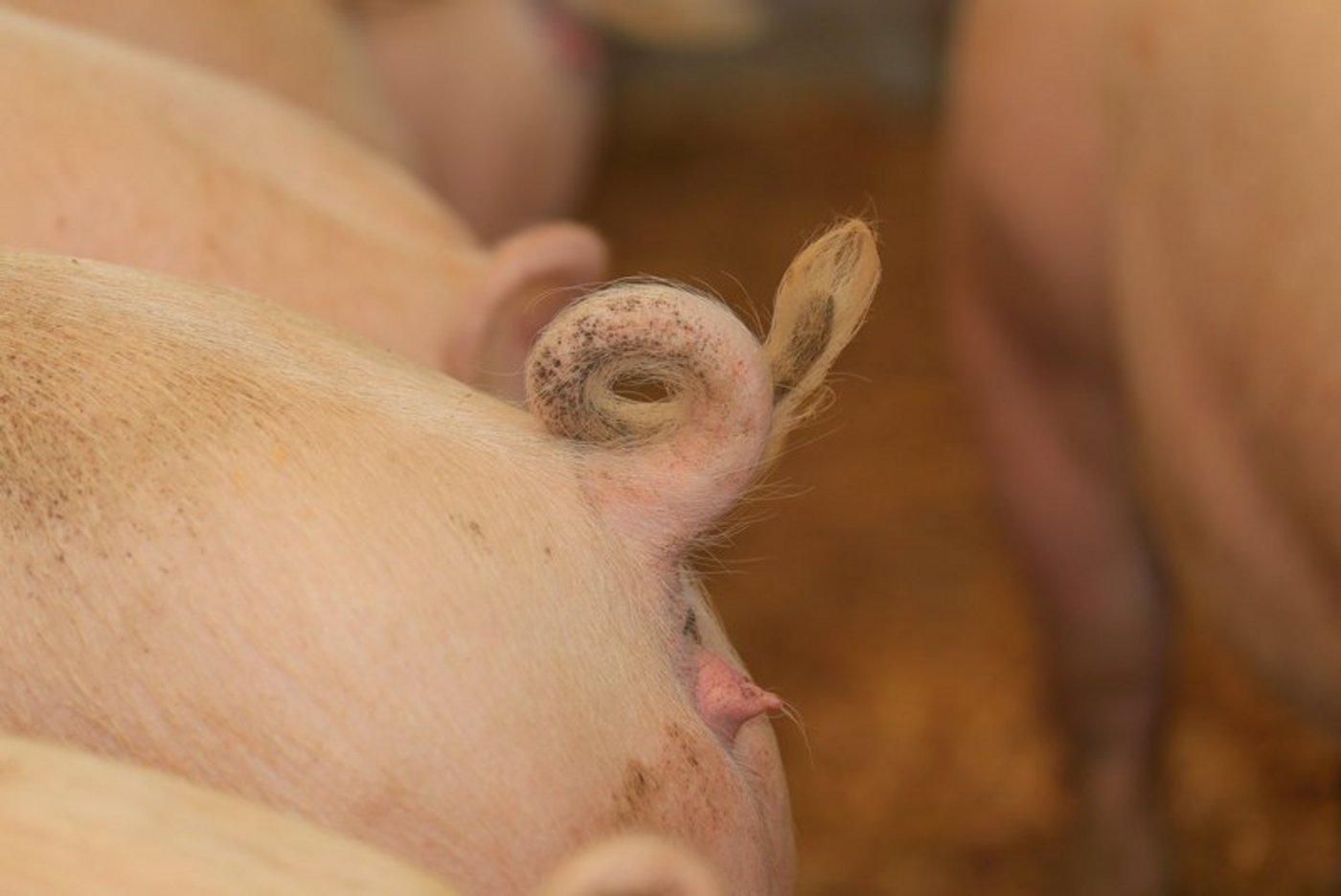 Die Produktivität in der Ferkelproduktion soll weiter steigen. (Bild Peter Röthlisberger)