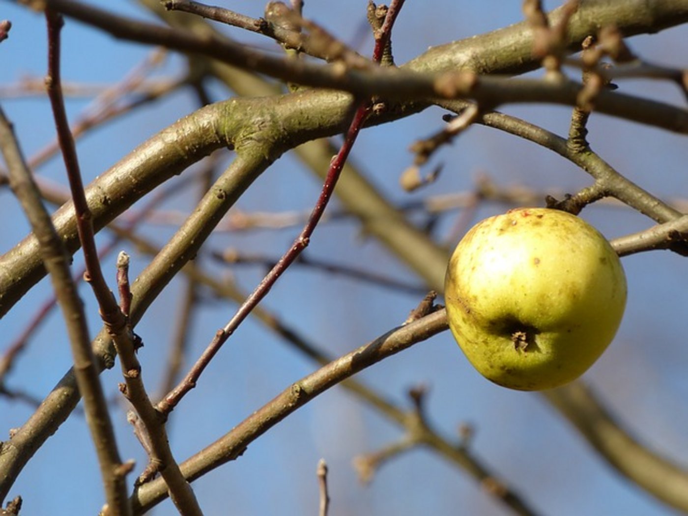 Das BLW entzieht die Bewilligung für Produkte für Kern- und Steinobst sowie Beerenkulturen. (Symbolbild Pixabay)