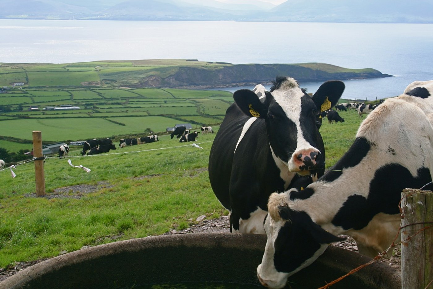 Irland leidet nicht unter der Dürre und hat genug Futter. (Symbolbild Pixabay)