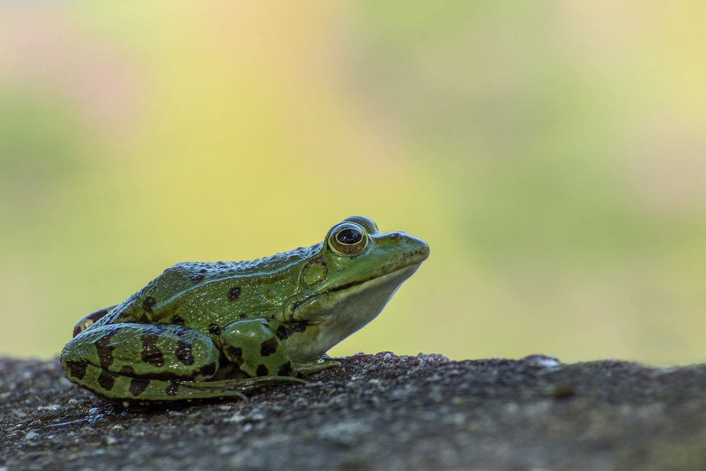 Pro Jahr werden über 20'000 Tonnen Fleisch in die Schweiz importiert. Die Menge an Froschschenkeln dürfte angesichts der tieferen Beliebtheit kleiner sein. (Bild Pixabay)