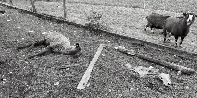Der Argumentation des Gerichts zufolge genügt die Gefahr von Tierleben nicht als Begründung für eine Haft oder eine Entlassung mit Haltungsverbot. (Bild Kapo AG)