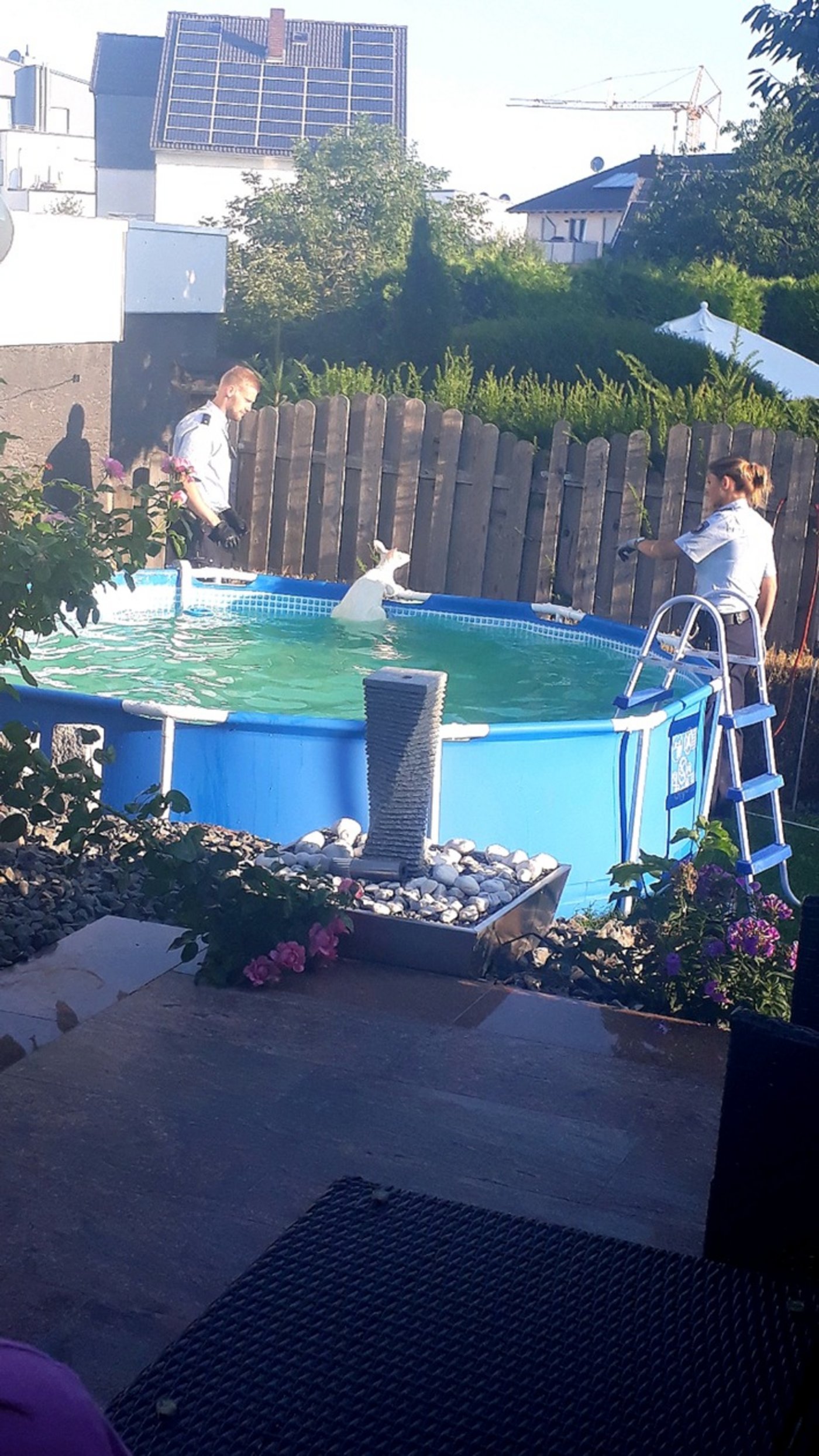 Das ausgerissene Känguru im Pool, eingekreist von Polizeikräften. (Bild Dortmunder Polizei)