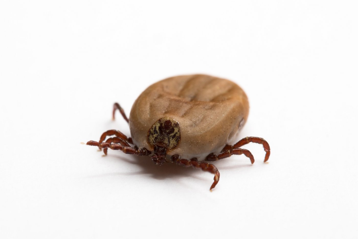 Zecken sind Überträger der Krankheiten Lyme-Borreliose und Frühsommer-Meningoenzephalitis. (Bild Fotolia)