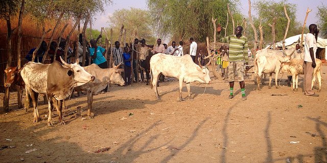  Hirten in Lankien im Südsudan müssen ihr Vieh verkaufen, damit sie sich Essen kaufen können. (Bild Aimée Brown/Oxfam/CC BY 2.0)