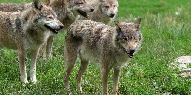 Zwar wirkt ein ganzes Rudel Wölfe bedrohlicher als ein Einzeltier. Laut SRF-Dok richten Wölfe im Familienverband aber weniger Schaden an, als allein umherstreifende Individuen. (Bild Pixabay)