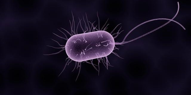 Z.B. Bakterien können Bioeffektoren sein (Bild Pixabay) 