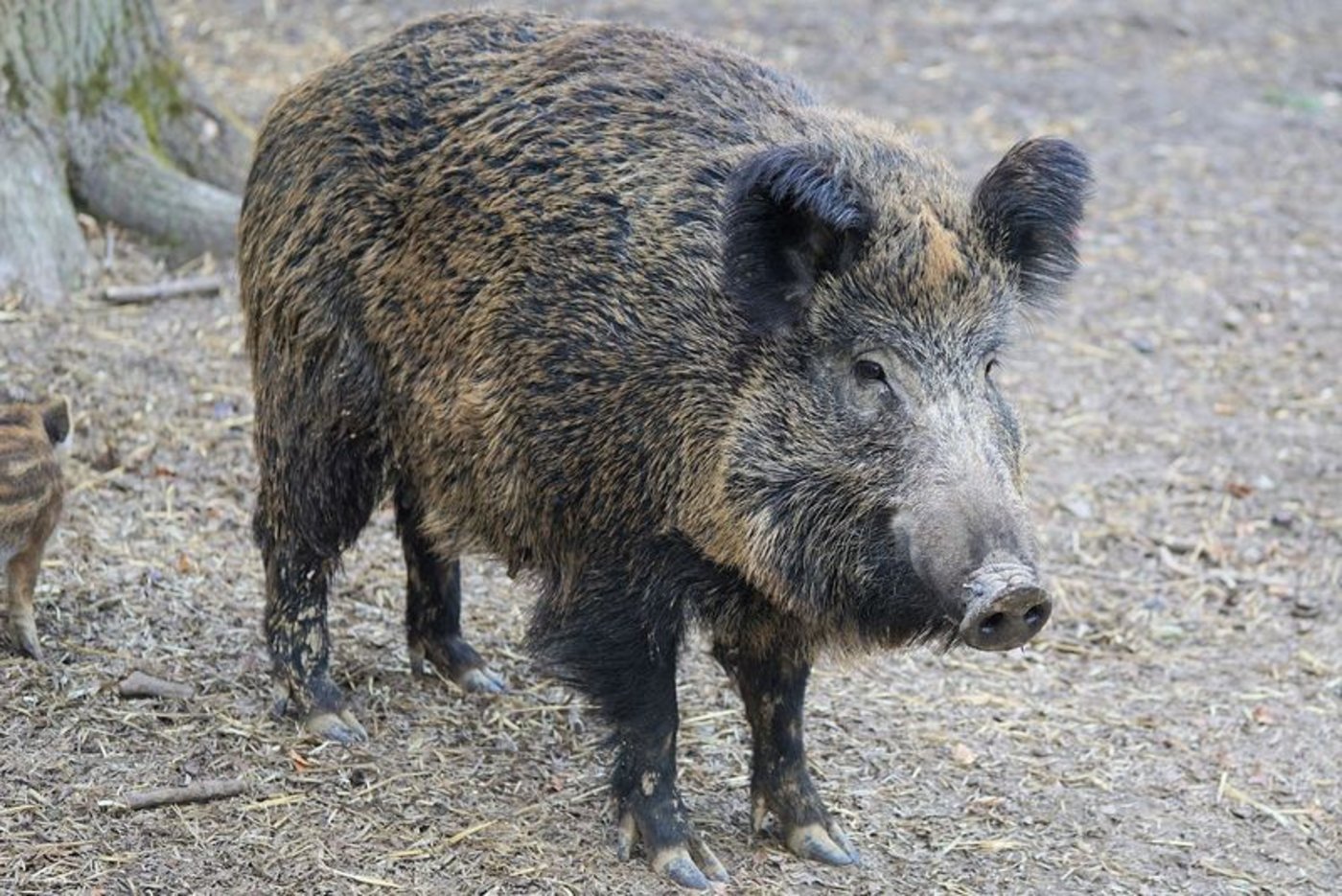 Bisher ist es Deutschland gelungen, die ASP von Hausschweinen fernzuhalten. Unter den Wildschweinen in Brandenburg und Sachsen wütet sie jedoch. (Bild Pixabay) 