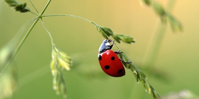 Viele der fast 2700 untersuchten Insektenarten sind rückläufig.  (Symbolbild Pixabay)