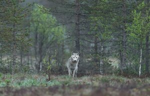 Begegnung mit einem Wolf – So verhalten Sie sich richtig Bei der Begegnung mit einem Wolf sollte man ruhig bleiben, Abstand halten und dem Wolf die Möglichkeit zum Rückzug geben. (Bild Unsplash)