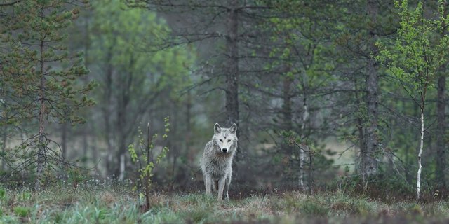 Bei der Begegnung mit einem Wolf sollte man ruhig bleiben, Abstand halten und dem Wolf die Möglichkeit zum Rückzug geben. (Bild Unsplash)