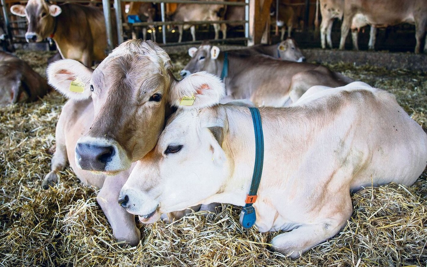 Nicht gestresste Tiere sind weniger anfällig auf Lungenentzündungen.