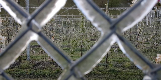 Die Landwirtschaft in Italien leidet heuer unter Frost. (Symbolbild ji/lid)