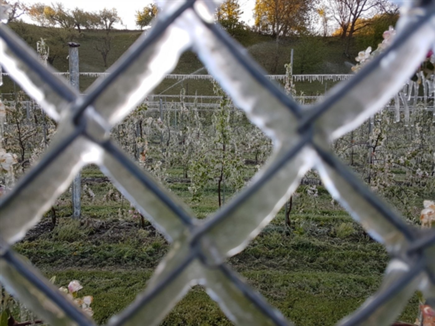 Die Landwirtschaft in Italien leidet heuer unter Frost. (Symbolbild ji/lid)