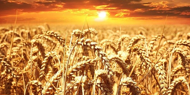 Neben der Hitze macht Pflanzen, Tieren und Menschen auch die Trockenheit zu schaffen. (Symbolbild Pixabay)