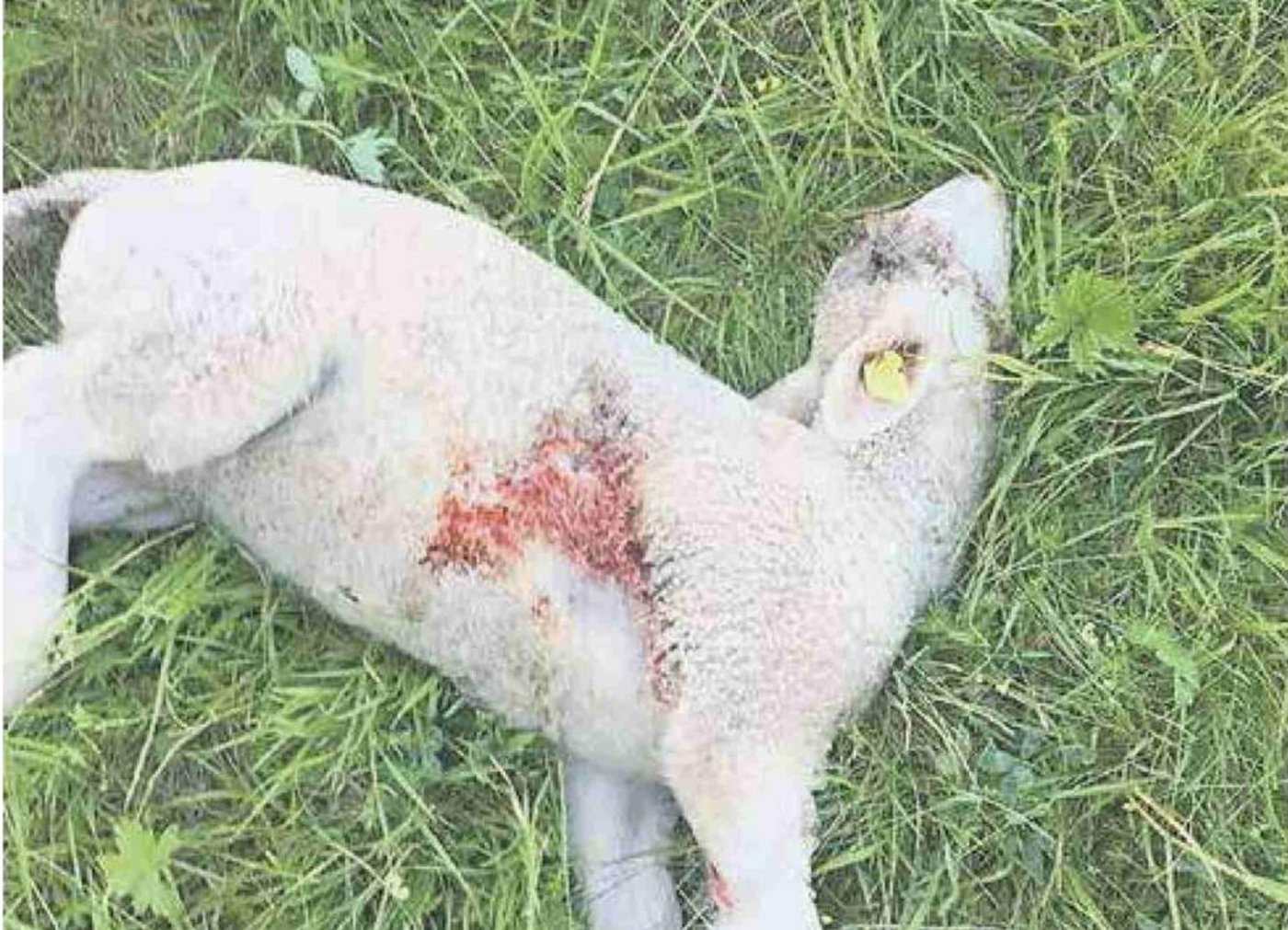 Laut dem Wildhüter deuten die Rissmuster auf einen Wolf als Angreifer hin.  (Bild Walliser Bote)