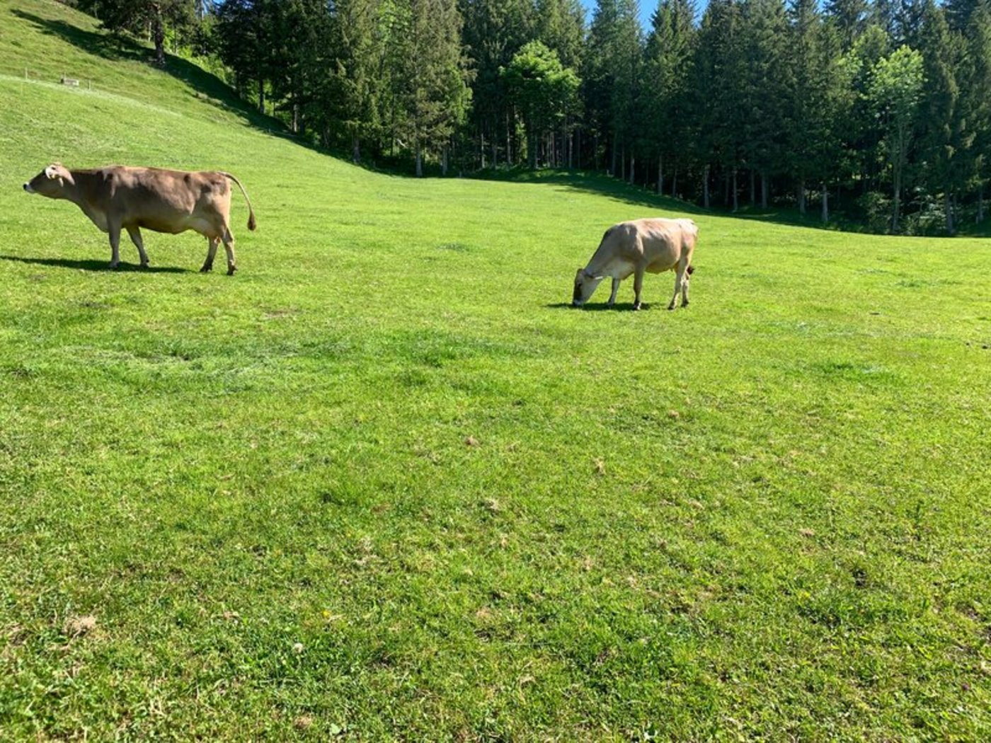 Dass auch mit den neuen Anreizsystemen die Tiere genügend lange auf die Weide können und die Zucht in die richtige Richtung geht, ist dem STS ein Anliegen. (Bild Josef Scherrer)