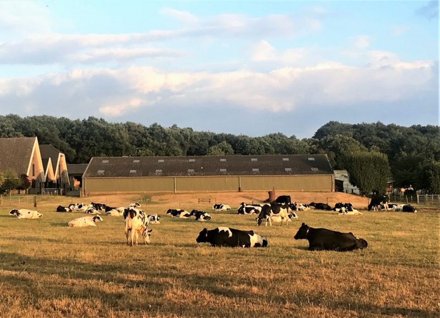 Die Milchwirtschaft in Holland leidet unter einer sinkenden Nachfrage nach Konsummilch und Milchprodukten. (Bild mr/lid)