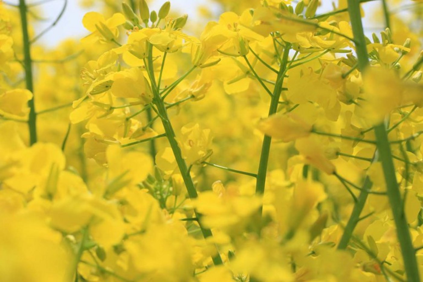 Deutschland verkaufte knapp 13 Prozent mehr Öl aus Raps. (Bild Jonathan Zesiger/landwirtschaft.ch)