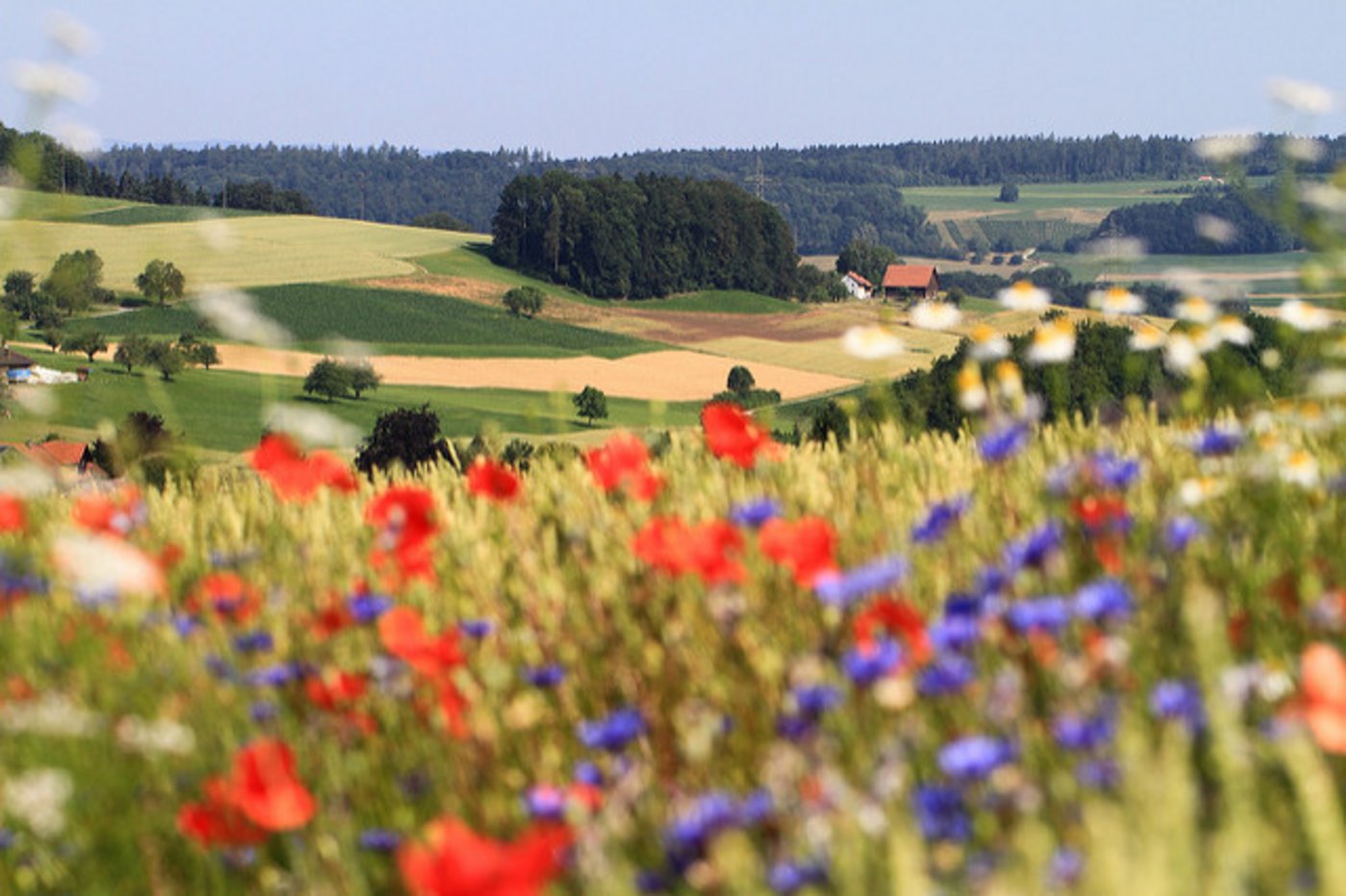 Die Landwirtschaft kann viel zur Biodiveristät beitragen. (Bild Agroscope, Matthias Tschumi)